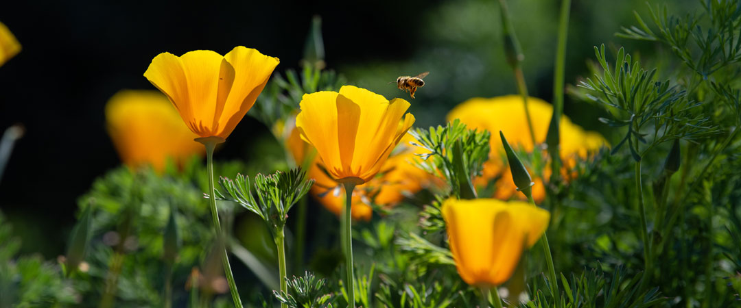 Poppy flowers in the GWC Native Garden