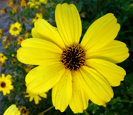 Encelia californica-Bush Sunflower