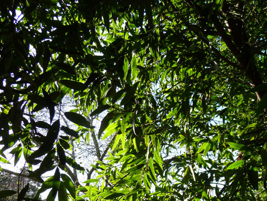 Umbellularia californica- California bay laurel