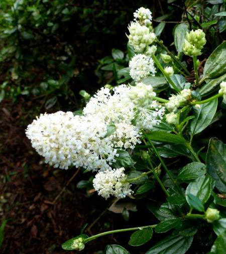 Ceanothus thyrsiflorus Snow Flurry