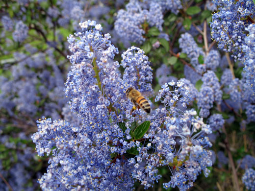 Ceanothus species (California Lilac, Wild Lilac)