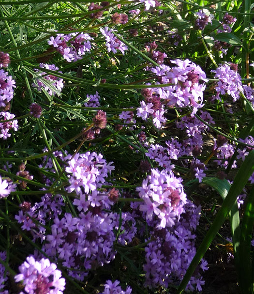 Verbena lilacina 'De La Mina' -Lilac Verbena (Cedros Island Verbena)