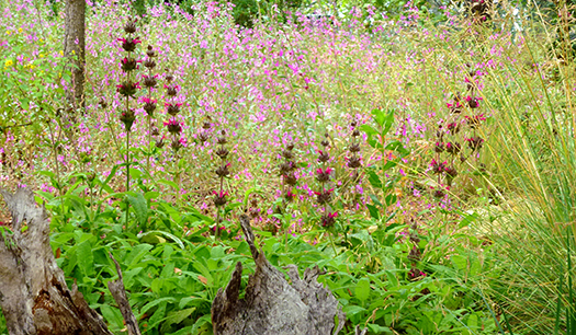 Salvia spathacea-Hummingbird Sage