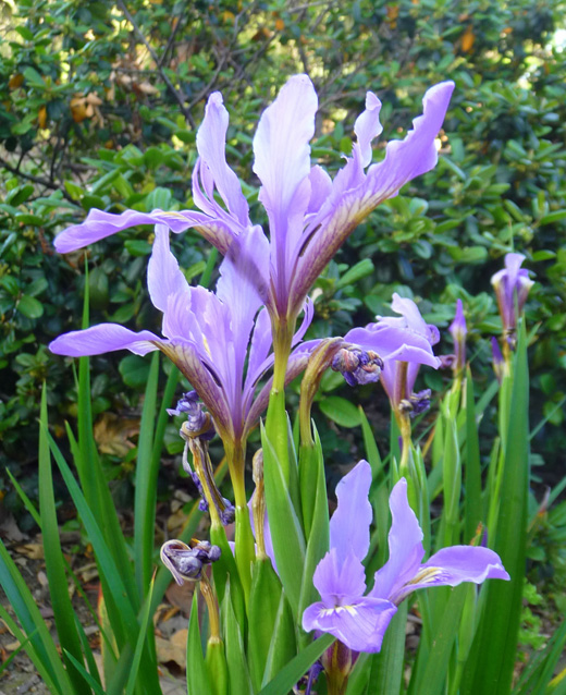 Douglas Iris, Iris douglasiana