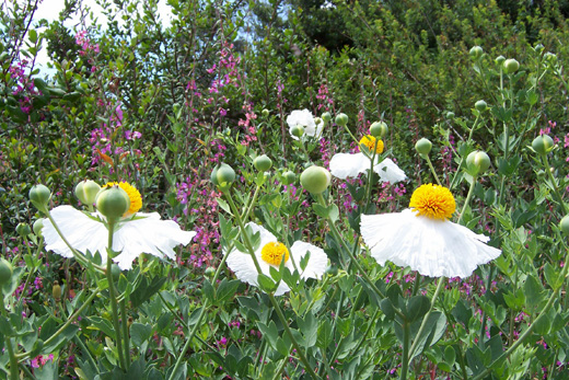 Matilija Poppy-Romneya coulteri