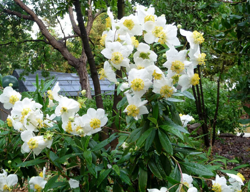 Carpenteria californica-California Bush Anemone