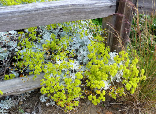 Eriogonum crocatum -Saffron Buckwheat