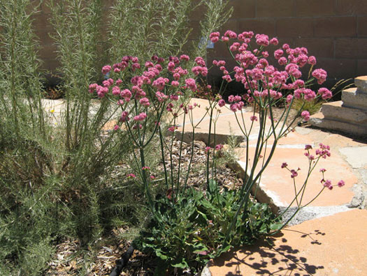 Eriogonum grande var. rubescens-Red (or Scarlet) Buckwheat