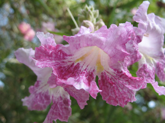 Desert willow-Chilopsis linearis