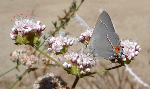 Eriogonum fasciculatum, California Buckwheat