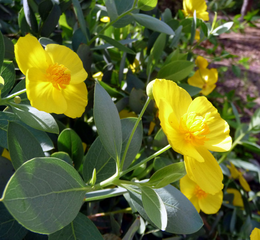 Dendromecon harfordii, Island Bush Poppy