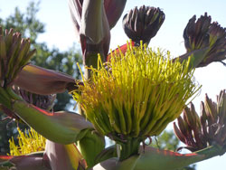 Agave Shawii - Shaw's Agave close-up