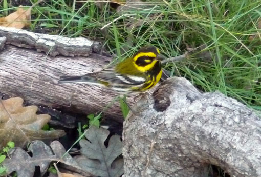 Townsend's Warbler in the Garden