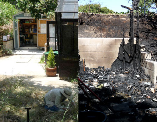 Image of the Damaged and new Shed for Native Garden